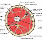 femur_cross